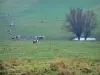 Landschaften der Normandie - Normannische Kühe in einer Weide, Bäume