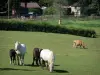 Landschaften der Orne - Regionaler Naturpark Perche: Pferde und Kuh auf einer Wiese