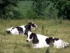 Landschaften der Orne - Kühe in einer Wiese