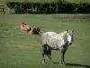 Landschaften der Orne - Pferd und Kühe in einer Wiese