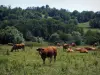 Landschaften des Périgord - Kühe in einer Weide und Bäume