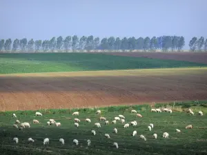 Landschaften der Picardie - Schafe in einer Wiese, Feld und Bäume in einer Reihe