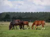 Landschaften der Picardie - Pferde in einer Wiese, Bäume im Hintergrund