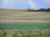 Landschaften der Picardie - Aufeinanderfolgende Felder