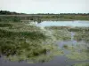 Landschaften der Picardie - Naturschutzgebiet der Bucht der Somme: Sumpf, Schilfrohr
