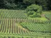 Landschaften der Picardie - Weinfeld des Champagne Weinanbaus (Weinberg der Champagne)