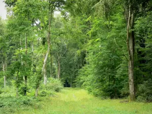 Landschaften der Picardie - Wald von Retz: Bäume des Staatswaldes
