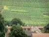 Landschaften der Picardie - Häuserdächer und Weinfeld des Weinanbaus der Champagne (Weinberg der Champagne)