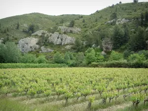 Landschaften der Provence - Feld mit Rebstöcken, Bäume und Hügel