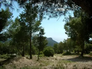 Landschaften der Provence - Kiefernwald und Berg im Hintergrund