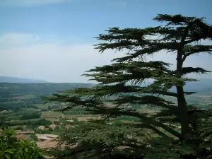 Landschaften der Provence - Baum und Hügel