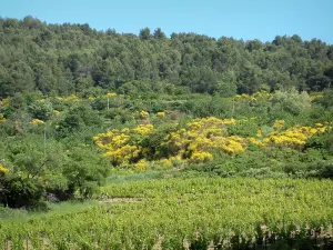 Landschaften der Provence - Weinanbau, Vegetation und Bäume