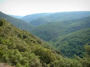 Landschaften der Provence - Hügel tapeziert mit Wäldern