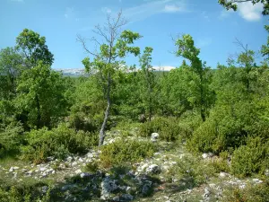 Landschaften der Provence - Bäume eines Waldes, mit dem Berg Ventoux im Hintergrund