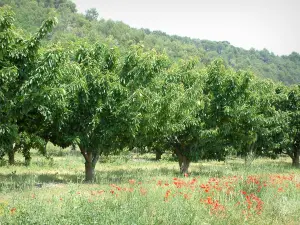 Landschaften der Provence - Feldblumen (Mohnblumen), Kirschbäume und Bäume