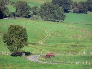 Landschaften des Puy-de-Dôme - Regionaler Naturpark der Vulkane der Auvergne: kleine Strasse und Weg gesäumt von Wiesen (Weiden) und Bäume