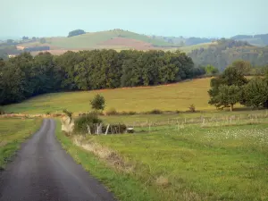 Landschaften des Puy-de-Dôme - Kleine Strasse gesäumt von Wiesen und Bäumen