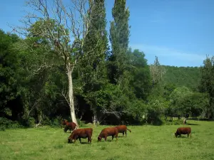 Landschaften des Quercy - Kühe in einer Weide und Bäume