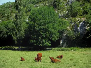 Landschaften des Quercy - Kühe in einer Weide und Bäume