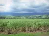 Landschaften der Réunion - Grünende Ausdehnung von Zuckerrohr-Feldern, im Nord-Osten der Insel