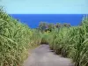 Landschaften der Réunion - Kleine abfallende Strasse gesäumt von Zuckerrohr, mit Blick auf den Indischen Ozean