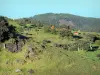Landschaften der Réunion - Blick auf eine Kuhherde in einer Wiese, von der Waldstrasse des Vulkans aus