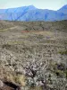 Landschaften der Réunion - Nationalpark der Réunion: Landschaft entlang der Strasse des Vulkans