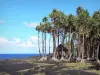 Landschaften der Réunion - Stätte des Brunnens Arabe mit ihren Schraubenbäumen und ihre Kioske zum Picknicken, am Ufer des Indischen Ozeans; auf der Gemeinde Saint-Philippe
