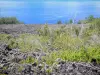 Landschaften der Réunion - Lava-Strasse - Nationalpark der Réunion: Lavastrom überragend den Indischen Ozean