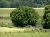 Landschaften der Sarthe - Bäume umgeben von Äckern