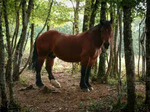 Landschaften des Tarn - Pferd in einem Wald (Bäume)