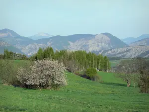 Landschappen van Alpes-de-Haute-Provence - Grasland met bomen met uitzicht op de bergen