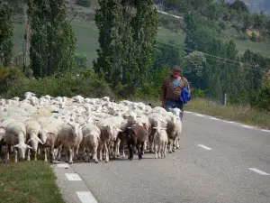 Landschappen van Alpes-de-Haute-Provence - Herder met zijn kudde schapen op een weg