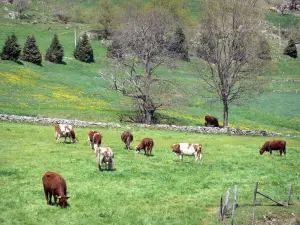 Landschappen van de Ardèche - Regionale Natuurpark van de Monts d'Ardèche: kudde koeien in een weide in bloei