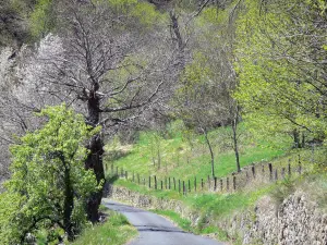 Landschappen van de Ardèche - Regionale Natuurpark van de Monts d'Ardèche - Land kastanje: kleine bomen omzoomde weg