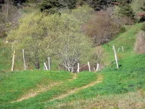 Landschappen van de Ardèche - Regionale Natuurpark van de Monts d'Ardèche - Ardèche bergen: de rand van een boom gevoerde weg in de buurt