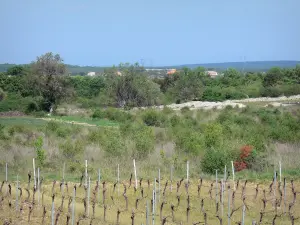 Landschappen van de Ardèche - Wijnstokken plateau Gras