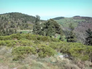 Landschappen van de Ardèche - Groene landschap rond de site van de ruïnes van Rochebloine, in de gemeente Nozieres