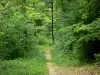 Landschappen van de Ardennen - Trail in het hart van het bos van Elan