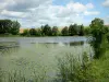 Landschappen van de Ardennen - Bairon meer omgeven door bomen