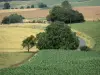 Landschappen van de Ardennen - Parc Naturel Regional des Ardennes - Ardennen Thierache: uitzicht op een kleine weg omzoomd met bomen en velden