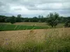 Landschappen van de Aube - Wilde bloemen en oren op de voorgrond, velden, bomen, weide met koeien en bewolkte hemel