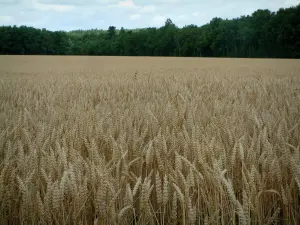 Landschappen van de Aube - Oren van tarwe veld met bos op de achtergrond