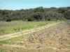 Landschappen van de Aude - Percelen van wijnstokken