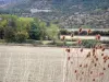 Landschappen van de Aveyron - Regionaal Natuurpark van de Causses: Larzac plateau met wilde bloemen op de voorgrond