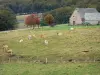 Landschappen van de Aveyron - Aubrac: kudde van koeien in een weiland, stenen huis en bomen