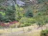 Landschappen van de Aveyron - Regionaal Natuurpark van de Causses: vegetatie Causse du Larzac