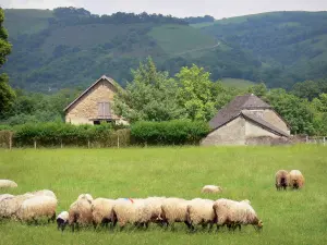 Landschappen van de Baskenland - Kudde schapen in een weiland, boerderij en groene heuvels in de Soule