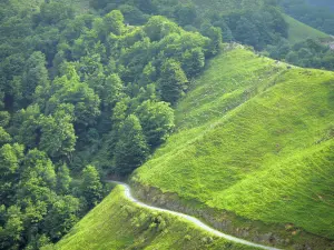 Landschappen van de Baskenland - Kudde op de hellingen van een groene heuvel met uitzicht op een kleine weg Soule