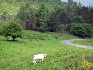 Landschappen van de Baskenland - Koe in een weiland naast de weg, in de Soule